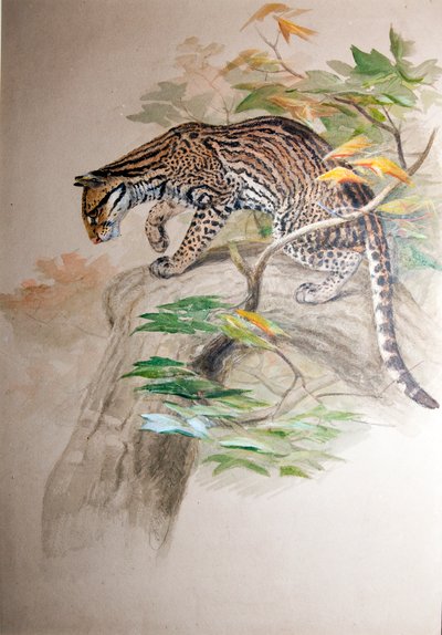 Ocelot, 1851-52 da Joseph Wolf